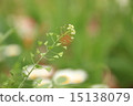 新鮮的青椒 15138079