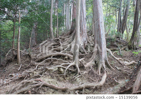 Root of big trees 15139056