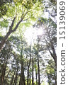 Sunlight through the fresh green 15139069