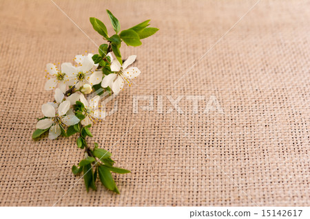 Plum flowers greeting card 15142617