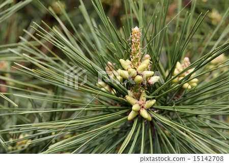 Pine flowers 15142708