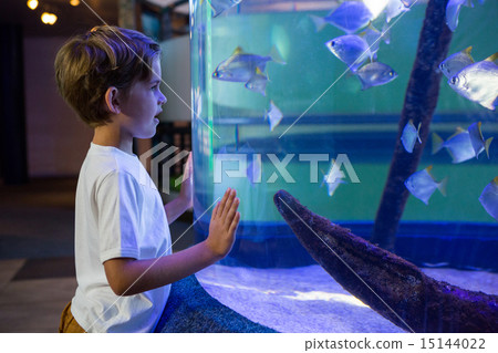 Young man looking at fish in a tank 15144022