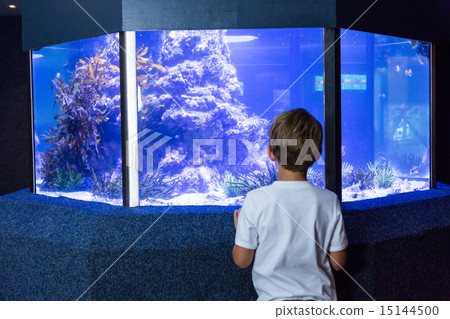 Young man looking at an aquarium 15144500