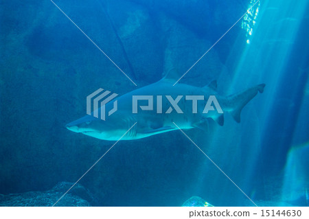 Shark swimming in an aquarium Shark swimming in an aquarium 15144630