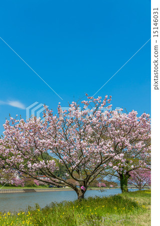 Yae櫻花Fukokukudai 15146031