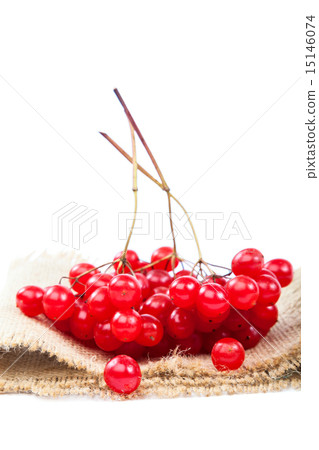 Twig viburnum berries on a white background. Twig viburnum berries on a white background. 15146074