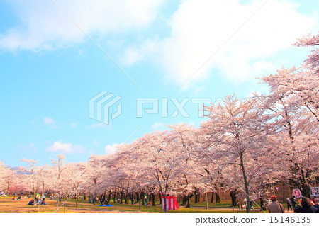 Akagi South side Senbon Sakura (Maebashi City, Gunma Prefecture) Akagi South side Senbon Sakura (Maebashi City, Gunma Prefecture) 15146135