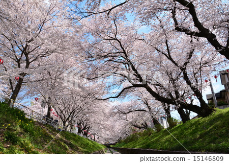 Chitose Cherry Blossom Festival Chitose Cherry Blossom Festival 15146809