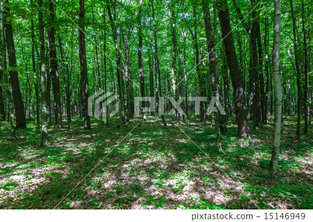 Green deciduous forest on a sunny day. Green deciduous forest on a sunny day. 15146949