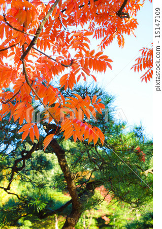 菊園花園的秋葉 15147109