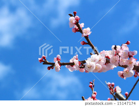 Before the cherry blossoms♪ Before the cherry blossoms♪ 15147174