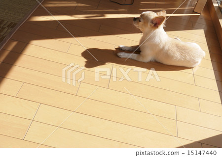 The sunlight is pleasant 15147440