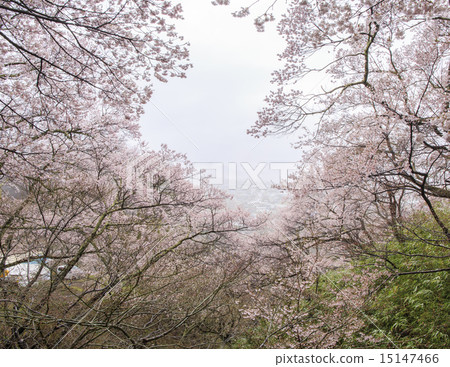 Takato Castle Ruins Park Takato Castle Ruins Park 15147466