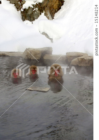 進入溫泉的猴子 15148214