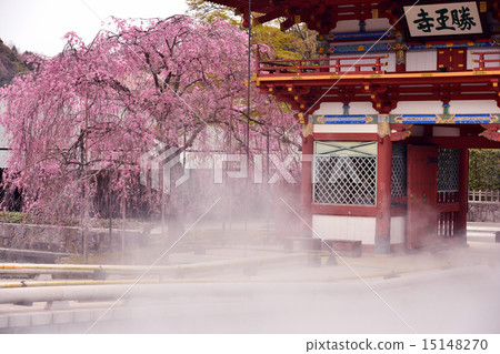 Branched cherry blossoms of Osaka Katsuoji 15148270
