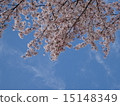 櫻桃樹 15148349