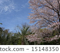 櫻桃樹 15148350