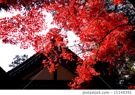 Ohara-shrine秋葉在京都 15148391