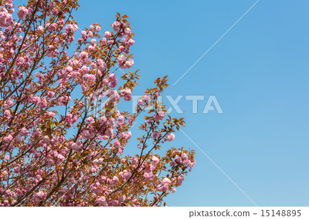 雙櫻花 雙櫻花 15148895