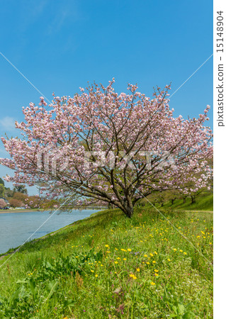 Yae cherry blossoms Fukokukudai 15148904