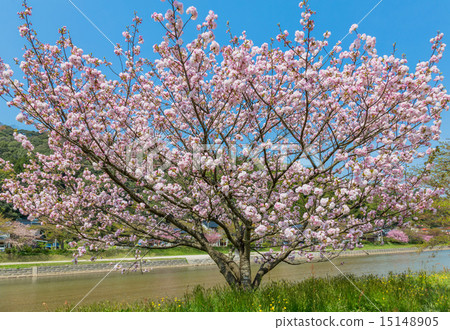 Yae cherry blossoms Fukokukudai 15148905