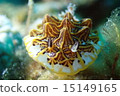 Mosaic sea cow 15149165