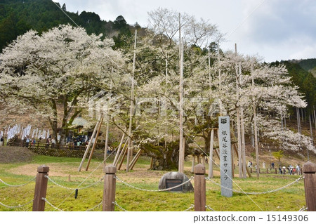 Neno valley Mombakura Neno valley Mombakura 15149306