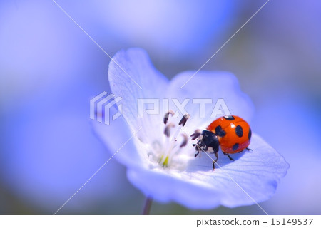 Ladybird 15149537