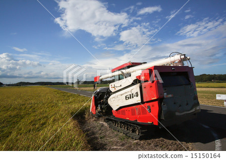 New rice harvest New rice harvest 15150164