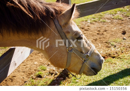 Kiso Ma A Kiso-Horse Kiso Ma A Kiso-Horse 15150356