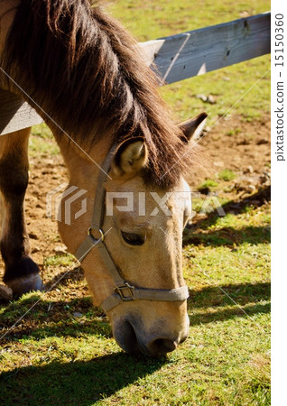 Kiso Ma A Kiso-Horse 15150360
