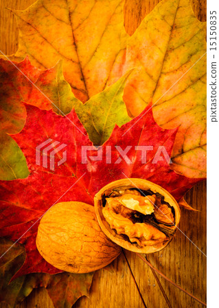 Walnut on colorful autumn leaves. 15150835