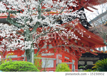 Cherry Blossoms	 15150932
