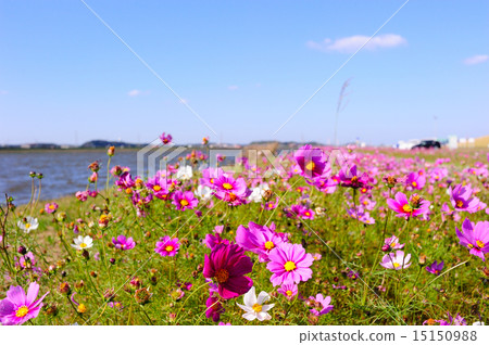 Mizumaki鎮的宇宙 15150988