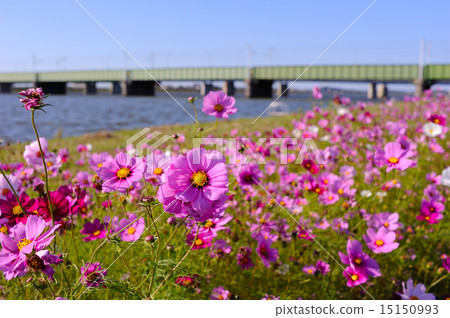 Mizumaki鎮的宇宙 15150993