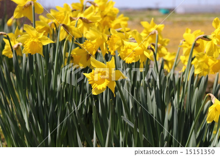 一個完整的黃色喇叭水仙花 15151350