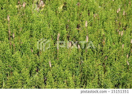 Tsukushi和馬尾 15151351