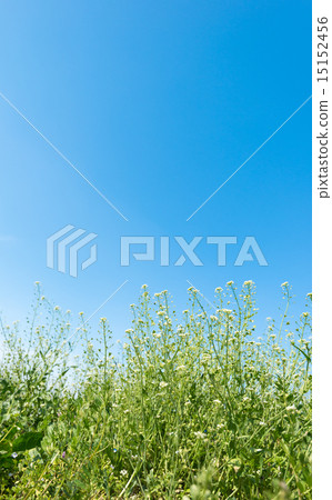 Penpen grass. 15152456