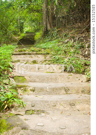 Path way in forest Path way in forest 15152585