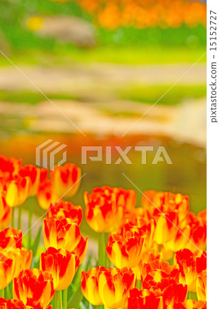 Tulip 15152727