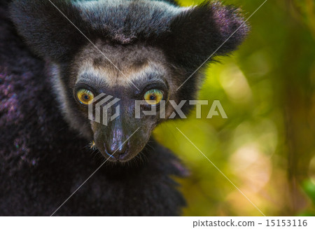 Indri, the largest lemur of Madagascar Indri, the largest lemur of Madagascar 15153116