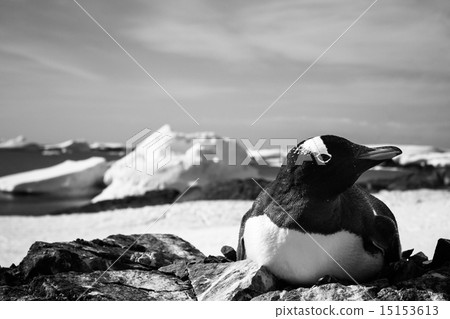 black and white penguin black and white penguin 15153613