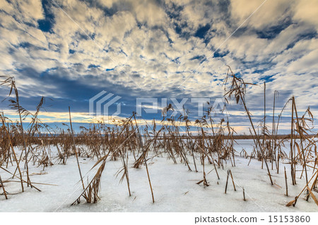 reed in winter reed in winter 15153860