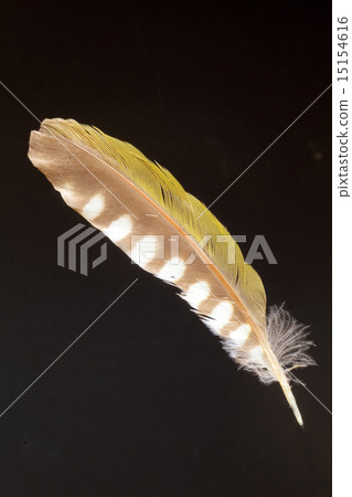 Aogera的下一代風切割刀片 15154616