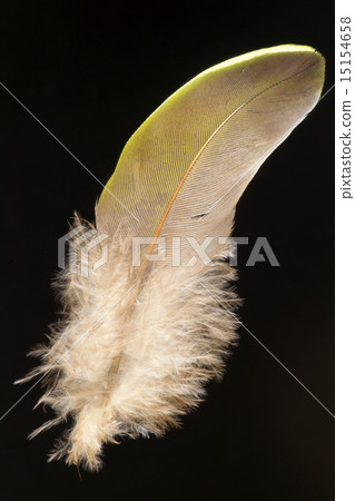 Aobato feathers 15154658