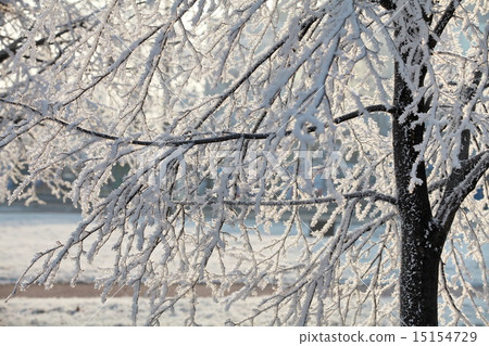 Hoarfrost on branches of a tree Hoarfrost on branches of a tree 15154729