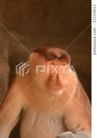 蒙扎猴 蒙扎猴 15154813