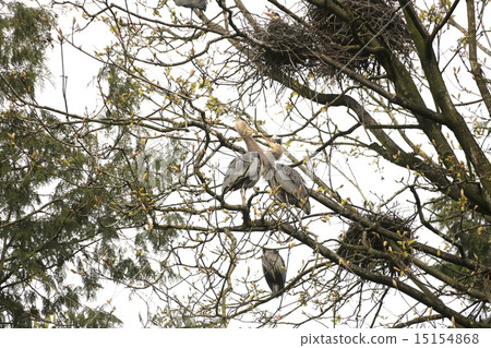 Blue Herons & their Nest 15154868