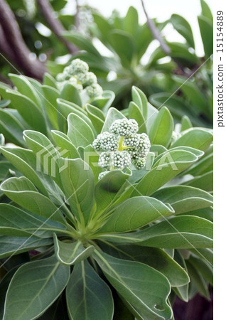 銀毛樹 銀毛樹 15154889