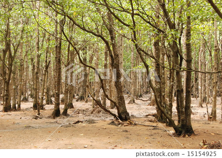 鹹淡水區的森林（Fukutoshi /沖繩縣石垣島） 15154925
